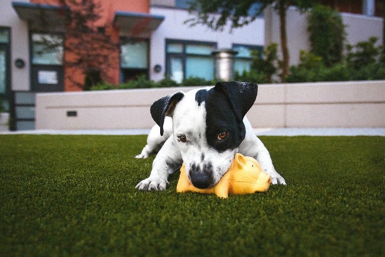 Fake grass maintenance for the home with pets in perth