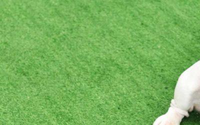 Pet Friendly Artificial grass For Dogs {Resource Guide} Rhino Lawns