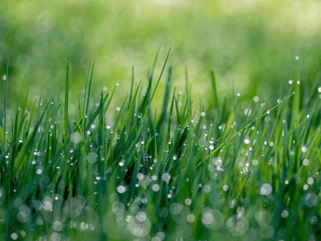 Does Artificial Grass Gets Hot In Perth ? WA Turf Gurus Artificial