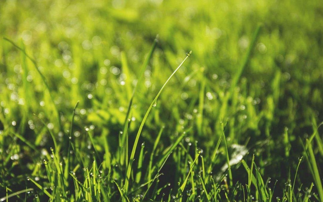 Artificial Turf vs Natural Grass: Comparing the Costs and Benefits in Perth WA